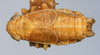 Habitus, dorsal view on Eurysa (Eurysa) kormusi (Crawford, 1914): (Observation).
