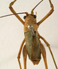 CollectionObject 1529773; 9d18575e-2a48-4dd9-94c0-8c0296657c46: male, dorsal view (holotype). (CollectionObject).
