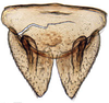 Subgenital plate: !! display not done !! on Faltalini Zahniser & Dietrich, 2010: Clorindaia cyphora, subgenital plates and valve, ventrally (INHS). (Observation).