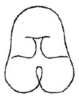 Lemba bituberculata Yin & Liu, 1987: Fig. 8. male mesosternum. (Otu).