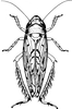 Head: !! display not done !! on Scaphoideus (Scaphoideus) festivus Matsumura, 1902: Habitus, dorsal view. (Observation).