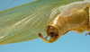 CollectionObject 1542906; DEES MZLQ-I0087', 4d547189-1379-4566-a1a3-a4f0260f52f1: male, apex of the abdomen lateral view (syntype). (CollectionObject).