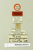 Tivia brevipennis Princis, 1967: Copyright Natural History Museum, London. Labels from holotype (adult male) in BM(NH). (Otu).