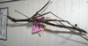 Carlius longipes (Carl, 1915): copyright MNHG, Geneva. male, close-up (? type). (Otu).
