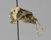 CollectionObject 1523461; 41974836-27c8-4496-a55f-0bb2362d6ead: male, lateral view (holotype). (CollectionObject).