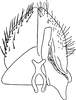 Subgenital plate, ventral view on Ederranus sachalinensis (Matsumura, 1911): Subgenital plate. (Observation).