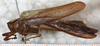 CollectionObject 1532181; f14100e0-ffd9-4d42-8fdb-0114eb63d20a: male, lateral view (holotype). (CollectionObject).