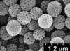 Brochosomes on Dichrophleps aurea (Fabricius, 1803): DP53 | French Guyana, Piste de Kaw, Pk 18-31, I-III.91 | MIZA. (Observation).