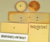 Epilampra substrigata Walker, 1868: Lectotype, female, labels, reverse. BMNH(E)#878067. (Otu).