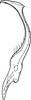 Stylus: !! display not done !! on Eupteryx (Eupteryx) atropunctata (Goeze, 1778): Stylus. (Observation).