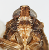 Head on Catonia arbutina Ball, 1933: (Observation).