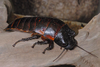 Elliptorhina laevigata (Saussure & Zehntner, 1895): Adult male from Belalanda, north of Tulear, Toliara Province. 2008. Copyright Olaf Pronk. (Otu).