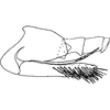 Pygofer, lateral view on Eualebra smithii Baker, 1899: Pygofer, lateral view. (Observation).
