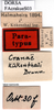 CollectionObject 1567410; 3a5898b1-1097-4fb0-960c-a755cc59e36e: labels (syntype). (CollectionObject).