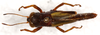 CollectionObject 1544445; c03f5d40-891f-47f6-87a2-a051d31614ec: female, dorsal view (paratype). (CollectionObject).