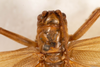 CollectionObject 1531186; e04f7a0b-13fb-4226-8f68-be21aa9d350a: male, dorsal view (syntype). (CollectionObject).