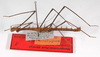 CollectionObject 1560290; 5e5d5267-cb7e-4862-a146-e301633140c8: copyright ZMB, Berlin. male, lateral view (paratype). (CollectionObject).;CollectionObject 1560291; 87646c42-9267-43be-8965-edf15a749cc9: copyright ZMB, Berlin. male, lateral view (paratype). (CollectionObject).;CollectionObject 1560292; 683d12e7-949b-4b50-9136-a19dccf017fc: copyright ZMB, Berlin. male, lateral view (paratype). (CollectionObject).