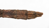 CollectionObject 1557775; 6187484c-f221-4886-b8cf-5572bedf841e: copyright MHNG, Geneva. female: end of abdomen, dorsal view (holotype). (CollectionObject).