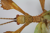 CollectionObject 1583635; adfb68e1-a3d2-4bd5-a22b-65a6b60a0b9f: copyright Royce Cumming. male: head & thorax, dorsal view (paratype). (CollectionObject).;CollectionObject 1583636; 3aa186be-28ab-41ca-9be7-d2e15d021f2a: copyright Royce Cumming. male: head & thorax, dorsal view (paratype). (CollectionObject).;CollectionObject 1583637; bec51a31-3de1-4206-aa78-0e9c91b9a281: copyright Royce Cumming. male: head & thorax, dorsal view (paratype). (CollectionObject).
