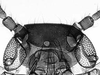 Pygofer, lateral view.: !! display not done !! on Anoecia (Anoecia) corni (Fabricius, 1775): Head of Anoecia corni. (Observation).