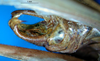 CollectionObject 1500564; 2411e313-9118-421f-b3a8-5e28130c926d: male cerci (holotype). (CollectionObject).