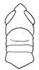Aleuas uruguayensis Carbonell, 2008: Fig. 21. male, head and pronotum, dorsal view. (Otu).