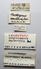 CollectionObject 1518381; edda84cf-1f61-4b87-92d2-b129f3d55d66: labels (syntype of Chrotogonus saussurei). (CollectionObject).