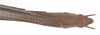 Nescicroa rufescens Hennemann, 1998: copyright F. Hennemann. female: end of abdomen, dorsal view (paratype). (Otu).