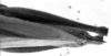 CollectionObject 1533405; a1f24750-c587-48fc-9f11-9872ac2730f9: Image Carbonell, C.S. male abdomen end, dorsal view (holotype). (CollectionObject).