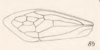 Forewing on Bolbonotodes ganglbaueri Fowler, 1894: (Observation).