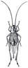 Fig. 238. female (body length 15-16.5 mm, ovipositor 10.5-11.5 mm). Depicts Gryllus (Gryllus) vernalis Blatchley, 1920, an Otu.