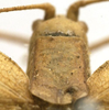 female pronotum, dorsal view (holotype). Depicts CollectionObject 1505842; feff1ab5-da89-46e1-9472-14a03754f988, a CollectionObject.