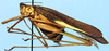 Tetraconcha banzyvilliana Griffini, 1909: male, lateral view (Cameroon, Yukadum). (Otu).