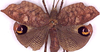 CollectionObject 1520722; cc538e34-82af-4313-a454-c6a1bef43c61: female, dorsal view (syntype). (CollectionObject).