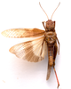 CollectionObject 2704308; CNMS 2965, 0037fd74-b194-4438-8550-5d3f8694319e, CNMS 2965: ventral view. male (paratype). (CollectionObject).