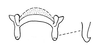 Afrotettix fursti Brown, 1970: Fig. 22 & 23. male, epiphallus with detail of lophus. (Otu).