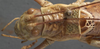 CollectionObject 1505910; 99b6ae4e-dae6-40e4-b448-99a0e54abead: male pronotum, dorsal view (holotype). (CollectionObject).