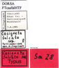 CollectionObject 1505309; b8d7e639-5214-4f6c-8fb0-b2cdf5e2fff9: labels (holotype). (CollectionObject).