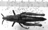 CollectionObject 1543669; a58832f4-f0f1-4b60-bab3-e38cad3ad036: Image Carbonell, C.S. female, dorsal view (lectoallotype). (CollectionObject).