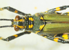 male head and pronotum, dorsal view. Depicts CollectionObject 1498720; f1685009-ae29-477b-afc0-9dd9f00b6dc2, a CollectionObject.