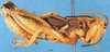 CollectionObject 1505079; 8c0ab637-236e-4bc4-8b7c-1ecf3f2f65f7, DORSA D011AM01: male, lateral view (holotype). (CollectionObject).