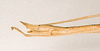 CollectionObject 1559653; 0a01146c-eea6-439a-80ed-fd71f2c389c6: copyright NHRS, Stockholm. female: end of abdomen, lateral view of synonym Hyrtacus nigrogranulosus (syntype). (CollectionObject).