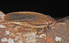 CollectionObject 1575762; 5ddbac4f-1997-4f90-a904-f0a7dde010dc: Copyright David Rentz. Abroad at night. (CollectionObject).
