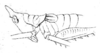 Daedalellus apterus (Redtenbacher, 1891): Pl. III, Fig. 3. female head, pronotum and tegmina, lateral view (fastigium 2.5 mm, pronotum 6 mm, tegmina 3 mm). (Otu).