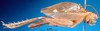 CollectionObject 1503515; 35bfde83-e713-43d5-8f69-6c0be959e22e: male, lateral view (holotype). (CollectionObject).