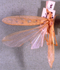 CollectionObject 1503416; MBBJ 3226138, d02c7409-db65-4545-bd73-a8798f9a402d: male, dorsal view. (CollectionObject).