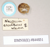 CollectionObject 1562008; 97692831-18a5-4ddc-b2db-6d36049eae30: copyright Natural History Museum, London. female, data labels of Necroscia erechtheus (syntype). (CollectionObject).;CollectionObject 1562009; 53412c23-1e79-4263-a0de-477be4c94e88: copyright Natural History Museum, London. female, data labels of Necroscia erechtheus (syntype). (CollectionObject).