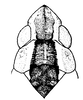 Head: !! display not done !! on Neocoelidia pulchella Ball, 1909: Head, pronotum and mesonotum, dorsal view. (Observation).