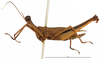 CollectionObject 1581858; 716bcb35-9a55-4c80-b14c-1d7d11047c54: female, lateral view (paratype). (CollectionObject).