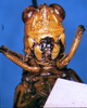 CollectionObject 1567401; e305e013-b331-4a55-84f9-9159868fe0b3: female, frontal view (syntype). (CollectionObject).